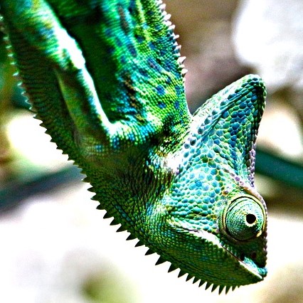 chameleon