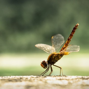 dragon-fly