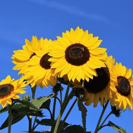 sunflowers