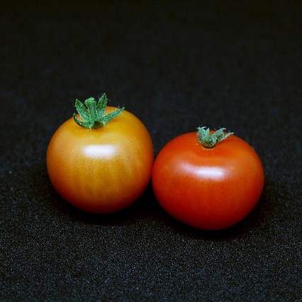 tomatoes